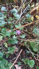 Geranium robertianum
