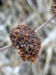 Eriogonum fasciculatum