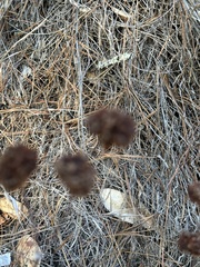 Eriogonum fasciculatum