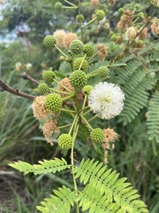 Leucaena