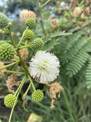 Leucaena