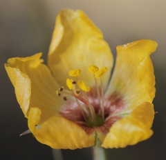 Linum puberulum