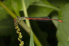 Argiocnemis rubescens