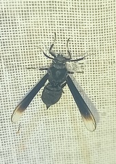 Myrmecopsis strigosa