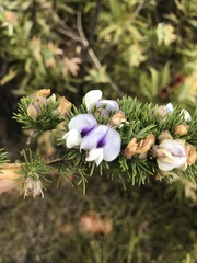 Psoralea floccosa