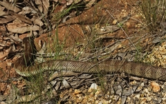 Notechis scutatus
