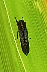 Proconiini