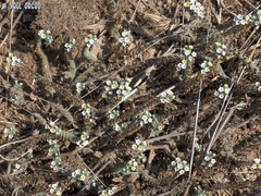 Heliotropium hirsutissimum