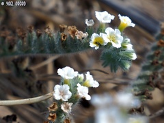 Heliotropium hirsutissimum