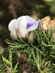 Psoralea floccosa