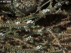 Heliotropium hirsutissimum