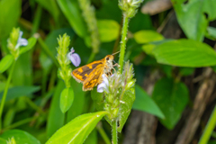 Taractrocera ceramas