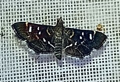 Diathrausta harlequinalis