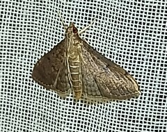 Herpetogramma phaeopteralis