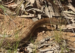 Notechis scutatus