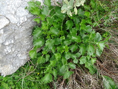 Petromarula pinnata