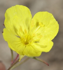 Oenothera gayleana