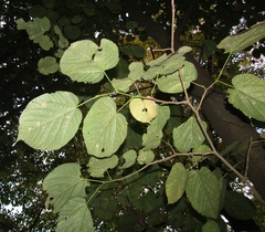 Tilia americana heterophylla