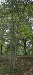 Tilia americana heterophylla