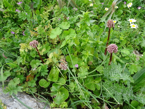 Image of Valeriana asarifolia by (c) Grzegorz Grzejszczak, some rights reserved (CC BY-SA)