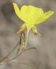 Oenothera gayleana