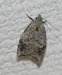 Zonopetala paroospila