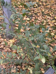 Ulmus pumila
