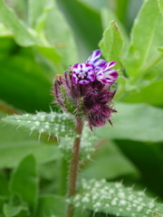 Anchusa variegata
