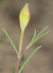 Oenothera gayleana