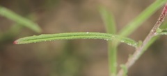 Oenothera gayleana
