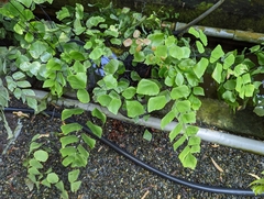 Adiantum peruvianum