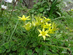 Gagea peduncularis
