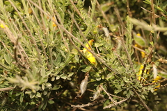 Cytisus scoparius