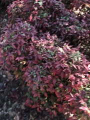 Nandina