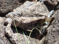 Scintharista notabilis