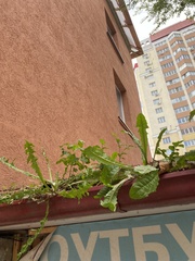 Taraxacum officinale