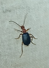 Brachinus