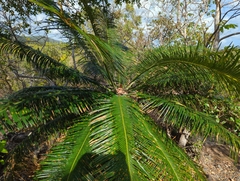 Cycas