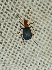 Brachinus