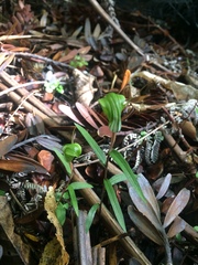 Pterostylis brumalis