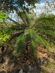 Cycas