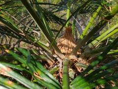 Cycas