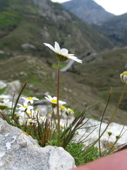Anthemis chia