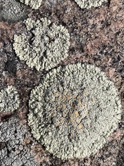 Protoparmeliopsis muralis