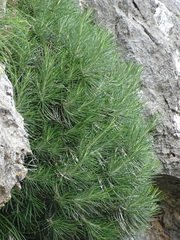 Ptilostemon chamaepeuce