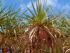 Pandanus