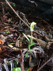 Pterostylis brumalis