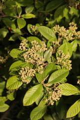 Cotoneaster coriaceus