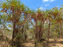 Pandanus