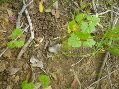 Pelargonium elongatum